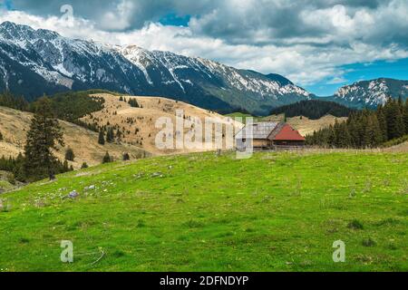 Fantastische alpine ländlichen Ort mit wackeligen Holzhütte und schneebedeckten Piatra Craiului Berge im Hintergrund, Pestera Dorf, Siebenbürgen, Rumänien, Europa Stockfoto