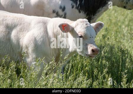 Ein weißes Kalb steht auf der Weide neben seiner Mutter. Im Halbkörper. Stockfoto