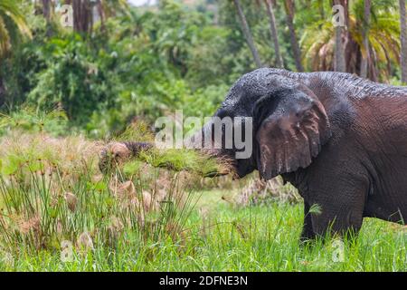 Old Elephant Bull munching Küstengras am Lake Akagera aka Lake Hago, Ost-Ruanda, Afrika Stockfoto