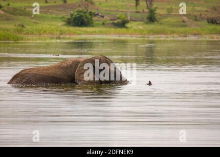 Old Elephant Bull munching Küstengras am Lake Akagera aka Lake Hago, Ost-Ruanda, Afrika Stockfoto