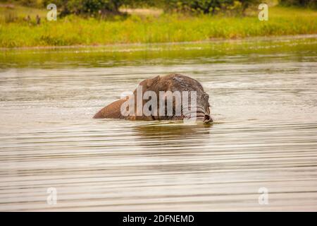 Old Elephant Bull munching Küstengras am Lake Akagera aka Lake Hago, Ost-Ruanda, Afrika Stockfoto