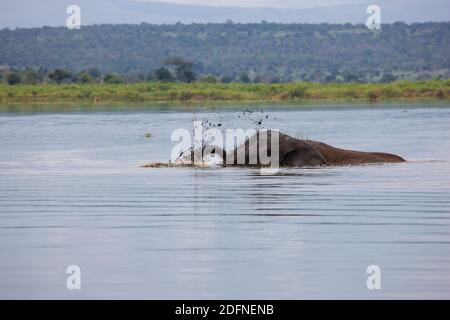 Old Elephant Bull munching Küstengras am Lake Akagera aka Lake Hago, Ost-Ruanda, Afrika Stockfoto