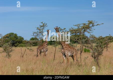 Zwei Giraffen im hohen Gras zwischen Akazienbäumen im Serengeti Nationalpark, Tansania Stockfoto