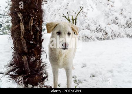 Portrait des weißen Welpen Hund draußen im Wintergarten. Stockfoto