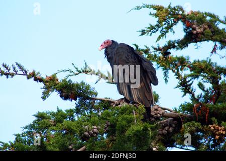 Putengeier auf einem Baum Stockfoto