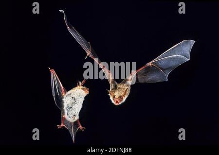Maus-Eared Hieb, Myotis Myotis, Erwachsene im Flug Stockfoto