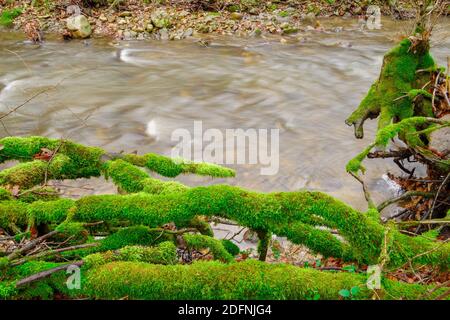 Das Wurzelsystem eines toten Baumes, der mit Moos bedeckt ist, am Ufer eines Baches, der im frühen Frühjahr während eines bewölkten Tages durch einen Laubwald fließt. Stockfoto