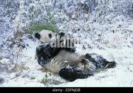 Giant Panda, ailuropoda melanoleuca, Erwachsener, der auf Schnee liegt, Bambus isst, Wolong Reserve in China Stockfoto