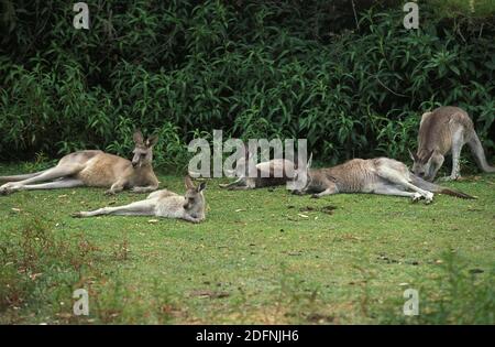 Eastern Grey Kangaroo, macropus giganteus, Gruppe legt sich hin, schläft Stockfoto