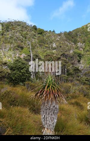Giant Grass Tree, Tasmanien, Australien Stockfoto