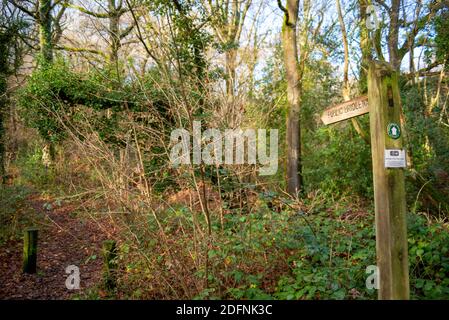 Teil des öffentlichen Wey South Path-Fußweges durch das Naturschutzgebiet Fir Tree Copse. Surrey Wildlife Trust, Chiddingfold Forest, SSSI. Öffentliche Brücke Stockfoto