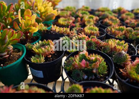 Sempervivum Reinhard oder houseleek oder Henne und Küken in Blüte Töpfe Stockfoto