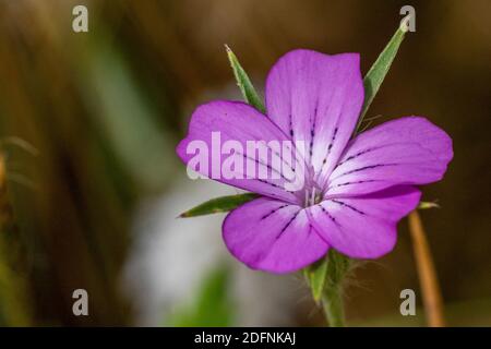 Kornrade (Agrostemma githago) Stockfoto