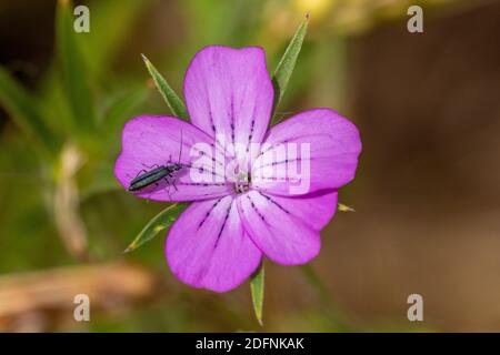 Kornrade (Agrostemma githago) Stockfoto