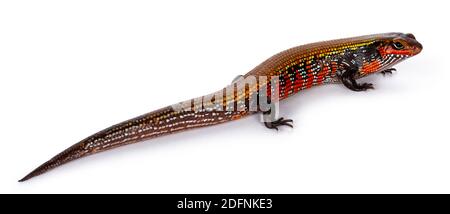 Draufsicht auf lebhaft gefärbte Feuerskinke alias Lepidothyris fernandija, zurückzeigend. Isoliert auf weißem Hintergrund. Stockfoto