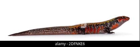 Lebhaft gefärbte Erwachsene Feuerskink aka Lepidothyris fernandija, stehende Seitenwege mit vollem Seitenmuster. Isoliert auf weißem Hintergrund. Stockfoto