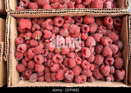 Blick auf Himbeeren in Kisten auf dem Markt Stockfoto