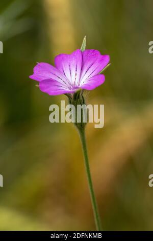 Kornrade (Agrostemma githago) Stockfoto