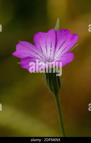 Kornrade (Agrostemma githago) Stockfoto