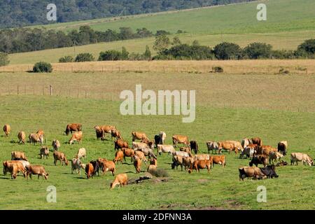 Milchkühe weiden auf üppiger grüner Weide einer ländlichen Farm, Südafrika Stockfoto