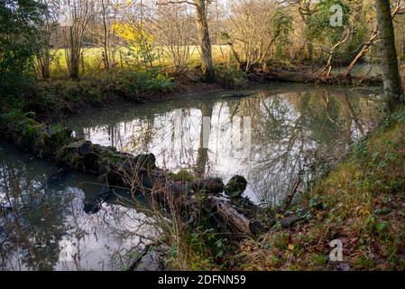 Abschnitt des Wey- und Arun-Kanals nur mit kleinen Booten befahrbar. Gestaucht von Bäumen in Abschnitten. Towpath ist Teil des Wey South Path öffentlichen Pfad Stockfoto