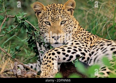 Ein Leopard (Panthera pardus), der in einem natürlichen Lebensraum in Südafrika ruht Stockfoto