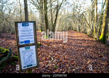 Teil des öffentlichen Wey South Path-Fußweges durch das Naturschutzgebiet Fir Tree Copse. Surrey Wildlife Trust, Chiddingfold Forest, SSSI. Waldgebiet Stockfoto