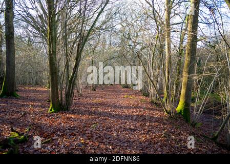 Teil des öffentlichen Wey South Path-Fußweges durch das Naturschutzgebiet Fir Tree Copse. Surrey Wildlife Trust, Chiddingfold Forest, SSSI. Waldgebiet Stockfoto