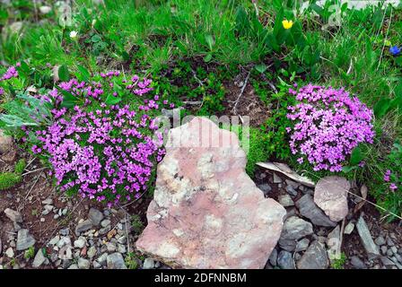 Karnischen Apls, Volaia Pass. Während des Ersten Weltkrieges war es der Schauplatz blutiger Schlachten von italienischen und österreichisch-ungarischen Armeen. Pflanze Silene acaulis. Stockfoto