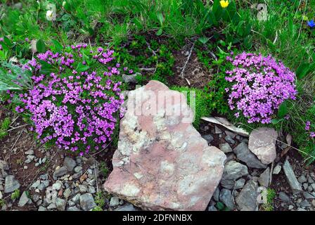 Karnischen Apls, Volaia Pass. Während des Ersten Weltkrieges war es der Schauplatz blutiger Schlachten von italienischen und österreichisch-ungarischen Armeen. Pflanze Silene acaulis. Stockfoto