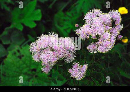 Karnischen Apls, Volaia Pass. Während des Ersten Weltkrieges war es der Schauplatz blutiger Schlachten von italienischen und österreichisch-ungarischen Armeen. Stockfoto