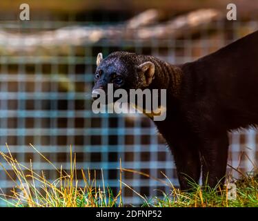 Südamerikanisches Tayra-Wiesel in einem Käfig, bereit zum Verkauf. Stockfoto