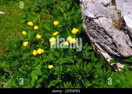 Karnischen Apls, Volaia Pass. Während des Ersten Weltkrieges war es der Schauplatz blutiger Schlachten von italienischen und österreichisch-ungarischen Armeen. Stockfoto