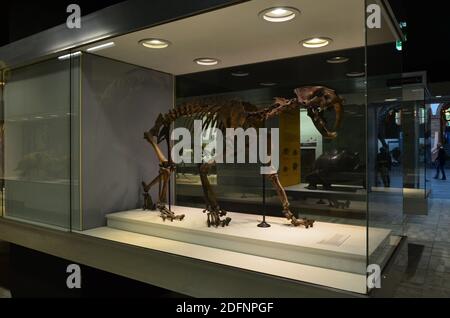 Innenansicht des Senckenberg Museums in Frankfurt Stockfoto