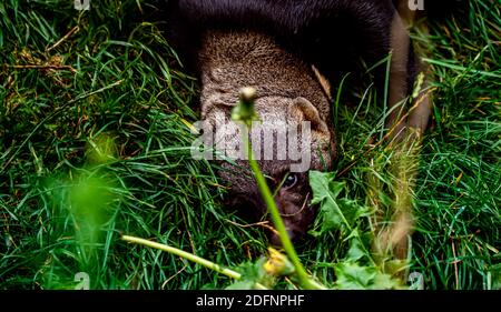 Ein Tayra-Wiesel, das im Gras spielt. Stockfoto