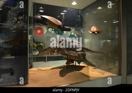 Innenansicht des Senckenberg Museums in Frankfurt Stockfoto