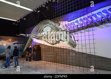 Innenansicht des Senckenberg Museums in Frankfurt Stockfoto