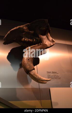 Innenansicht des Senckenberg Museums in Frankfurt Stockfoto