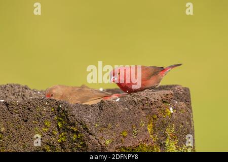 Rotschnabel-Feuerfink ( Lagonosticta senegala), alleinstehend bei Wasser, Uganda. Stockfoto