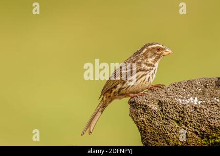 Streaky Seedeater (Crithagra striolatus), ein Finkenvogel, Uganda. Stockfoto