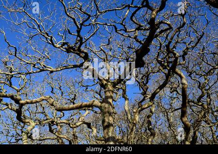 Verdrehte knorrige Eiche und Äste Alte Eichenwälder von Lawrenny Pembrokeshire Wales Großbritannien gegen blauen Winterhimmel Stockfoto