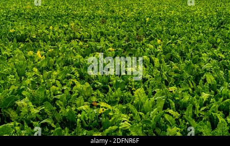 Zuckerrübenpflanzen auf dem Feld, bereit für die Ernte. Stockfoto