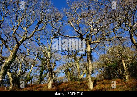 Verdrehte Wintereichen in einem alten walisischen Wald Lawrenny Ancient Oak Woodland Pembrokeshire Wales Cymru Großbritannien Stockfoto