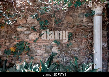 Verschiedene Pflanzen und Reben klettern eine alte Stein-und Backsteinmauer mit einer alten Säule auf einer Seite. Stockfoto