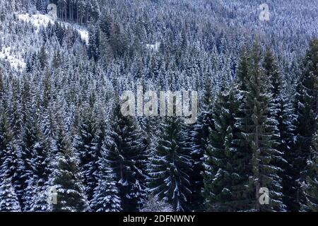 Nadelwald auf einem Berghang mit europäischer Fichte (Picea abies) und Silbertanne (Abies alba) in den österreichischen alpen (Wagrain, Salzburger Land) Stockfoto