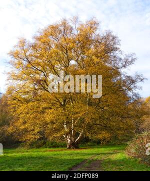 Kenwood House, Hampstead, London. Herrschaftliches Haus. Parklandschaft. Seen, Waldland, Heide, Wanderer, Besucher. Buche, Fagus Sylvatica, Winterlandschaft Stockfoto