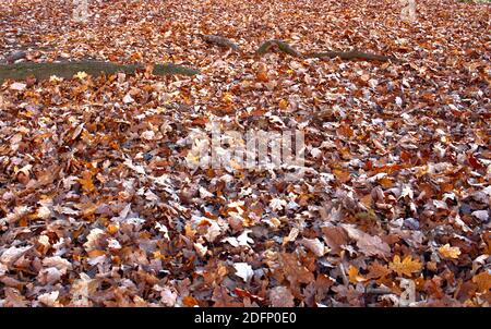 Prächtiger Teppich aus Herbstblättern in den Wäldern des Kenwood House, Hampstead, London. Kupferfarbene, gelbe und braune Blätter schmiegen sich an Baumwurzeln Stockfoto