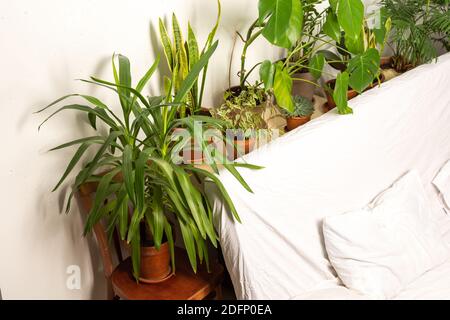 Grüne Hauspflanzen hinter dem Sofa, Teil des Interieurs, gesunder Raum für Ruhe und Arbeit, biophiles Design Stockfoto