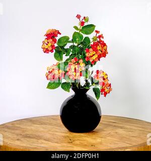 Begonia Blumen. Isoliert. Schwarz glänzende Vase mit Garten beronia bunte Blumen auf weißem Hintergrund. Stockbild. Stockfoto