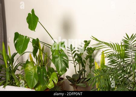 Grüne Hauspflanzen hinter dem Sofa, Teil des Interieurs, gesunder Raum für Ruhe und Arbeit, biophiles Design Stockfoto